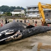 日 해변서 희귀 ‘대왕고래’ 죽은 채 발견…사인은?