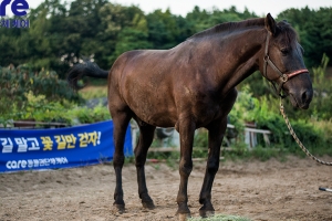 [애니멀구조대] 꽃마차 끌고 해수욕장 달리던 말 이야기