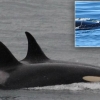 “이젠 안녕”… ‘애끓는 모정’ 어미 범고래, 17일만에 새끼 놓았다