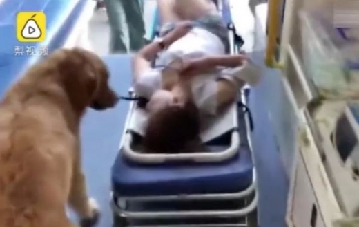 구급차에서도 주인에게서 눈을 떼지 못하는 골든 리트리버.