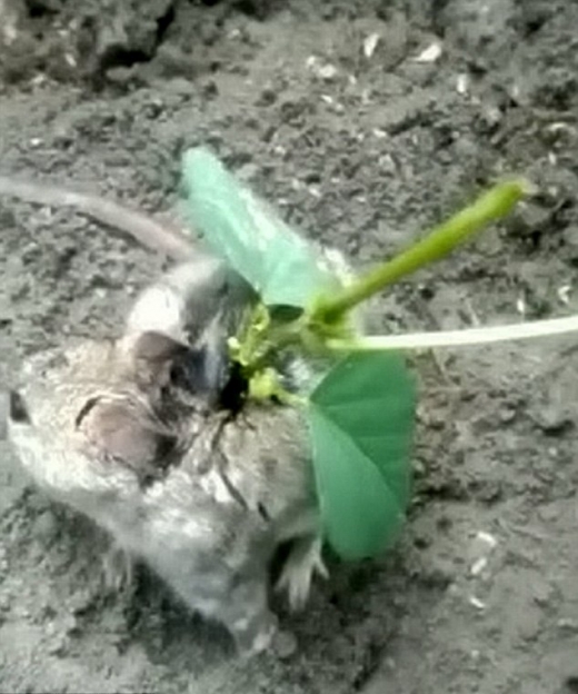 주의 등에 난 상처를 통해 심겨진 콩 씨앗이 새싹으로 자랐다.