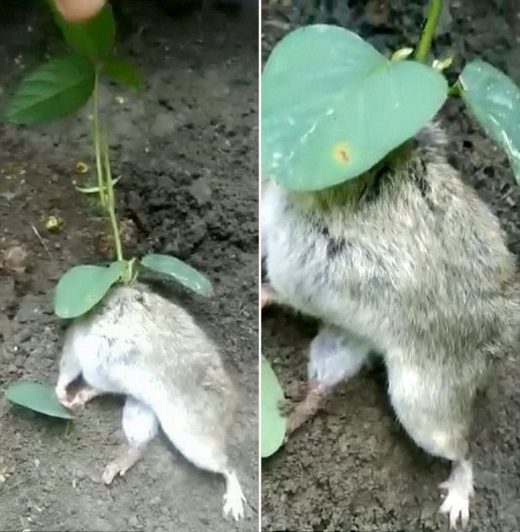 쥐는 중심을 못잡고 쓰러졌다.