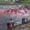고래 피로 붉게 물든 바다…전통일까, 악습일까