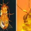 [와우! 과학] 9900만 년 전 ‘꿀빨다’ 호박에 갇힌 딱정벌레 발견