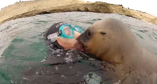 바다사자는 그의 입술을 여러 번 훔쳤다.