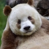 세계 유일 갈색 판다, 짝짓기 실패…이유는 귀찮아서?
