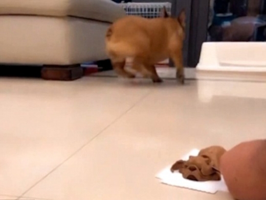 주인의 짓궂은 장난에 줄행랑치는 불독.