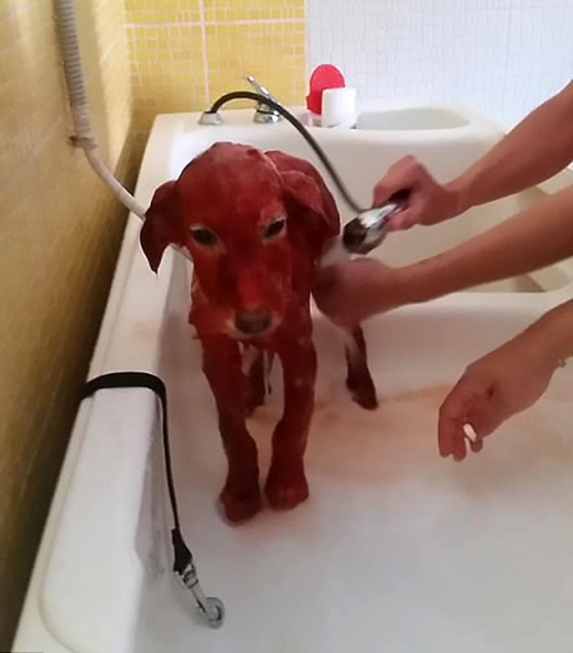 스칼렛의 몸을 깨끗하게 씻기고 있다.