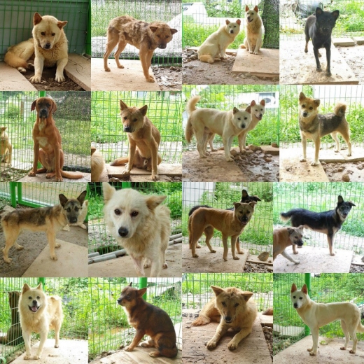 현재 남아있는 개들