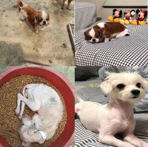 개들의 과거와 현재모습