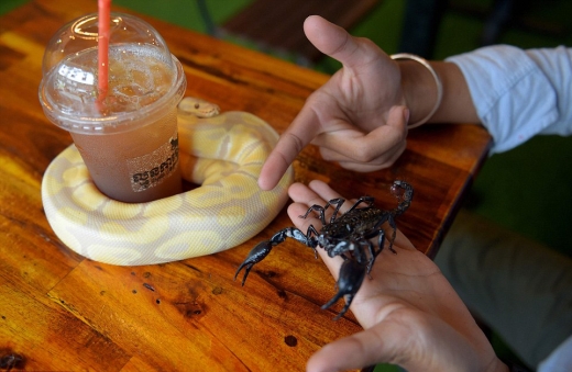 카페에서 인기인 볼비단 구렁이와 전갈.