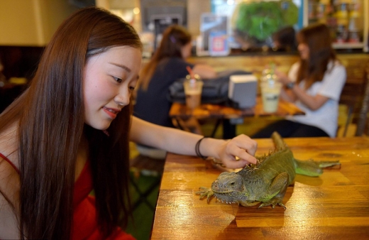 이구아나를 만져보고 있다.