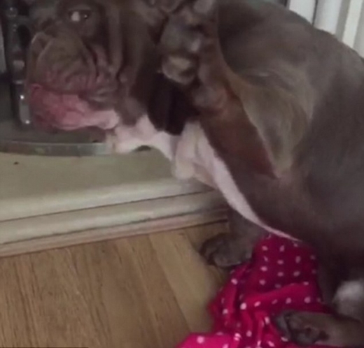 주인의 심문에 결국 앞발을 들어 자백한 월터.