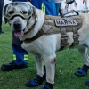 [여기는 남미] 국민영웅 멕시코 구조견, 상표권 분쟁 휘말린 이유