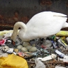 플라스틱 쓰레기로 둥지 짓는 백조 ‘지구촌 곳곳서 피해가’