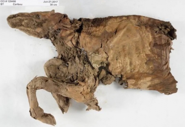 영구동토층에서 발견된 카리부