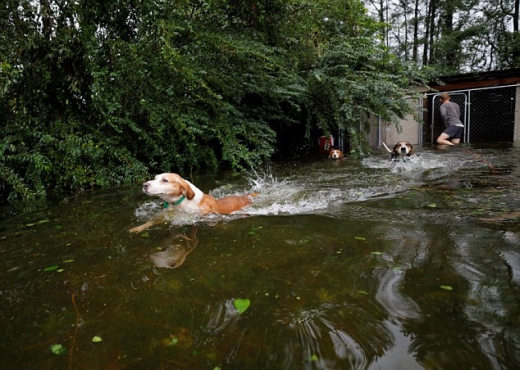헤엄쳐서 나오는 개들.