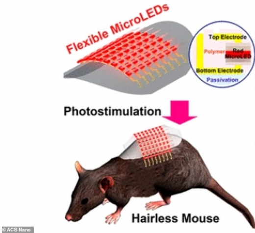탈모가 있는 쥐들에게 마이크로 LED 패치를 적용하는 과정.