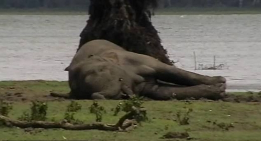 라이벌의 공격을 받아 숨진 코끼리.