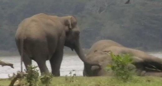 긴 코로 숨진 코끼리를 어루만지고 있다.