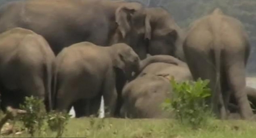 한 코기리가 죽은 코끼리 몸에 자신의 코를 대고 기도를 하는 듯하다.