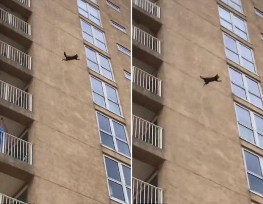 사람들의 심장을 멎게 만든 낙하 순간.