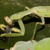 [와우! 과학] 곤충 최고 사냥꾼 사마귀, 물고기도 낚는다