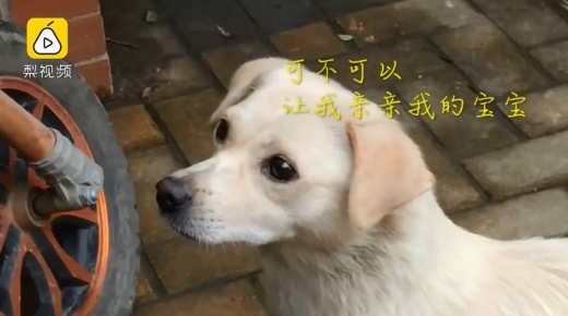 어미개가 새 주인에게 간절한 눈빛을 보내고 있다.