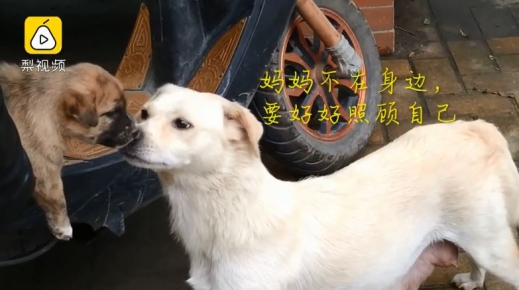 새끼에게 작별을 고하는 어미개.