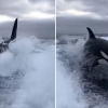 ‘내 먹이 가로 채?’…낚시보트 위협하는 범고래떼 포착(영상)