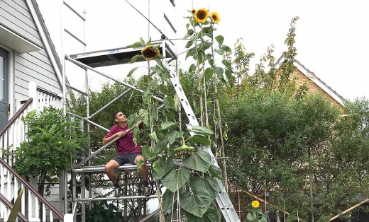 그는 바람에 무너질 가능성이 큰 해바라기를 붙들어두기 위해 비계를 세웠다.
