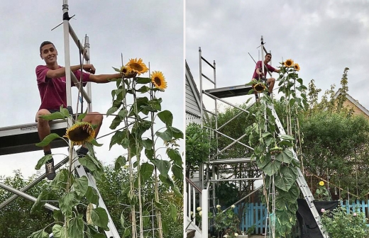 비계 발판에 앉아서야 해바라기 꽃을 만져볼 수 있다.
