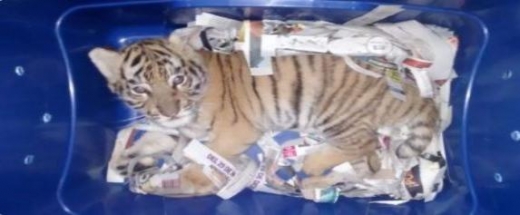 할리스코주의 고속버스터미널 택배에서 발견된 새끼호랑이