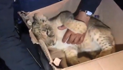 멕시코시티 아파트서 발견된 새끼사자