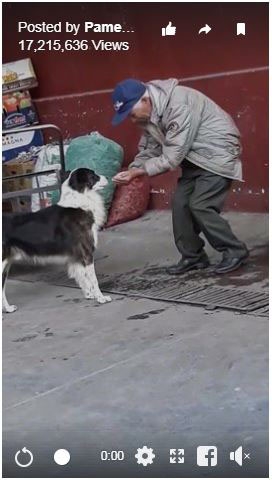 영상을 게재한지 며칠 만에 조회 수가 1700만 건을 넘어섰다.
