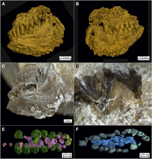 특히 이번 화석은 보존 상태가 매우 좋다. 입천장과 아래턱에 늘어선 길고 날카로운 이빨과 입 주변 골격이 거의 그대로 남아 있었다. 아래턱 끝부분에는 가위 역할을 한 것으로 추정되는 삼각형의 이빨도 확인됐다.