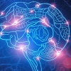 [와우! 과학] 美연구진, 세계 최초 ‘3D 미니 뇌’ 개발 성공