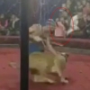 서커스 공연 도중 안전망 뚫고 아이 공격한 사자