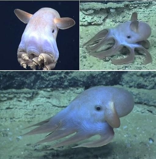 덤보 문어의 헤엄치는 모습