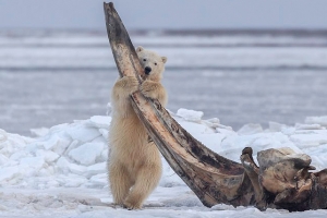 [애니멀 픽!] 북극곰의 인생샷…4.5m 고래뼈와 함께 ‘찰칵’
