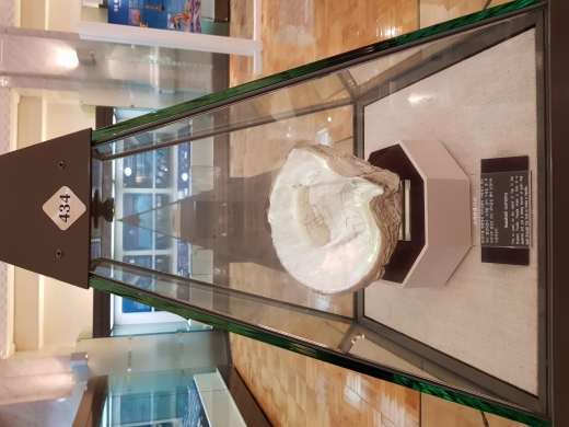 화폐의 종류는 다양하다. 조개부터 시작하여 금속, 종이, 디지털 암호화폐 등 그 종류를 헤아릴 수 없다