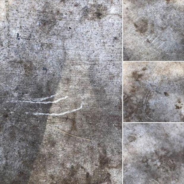 펌프리 할아버지는 집앞 진입로에 어미 곰이 남긴 발톱 자국도 증거로 공개했다.