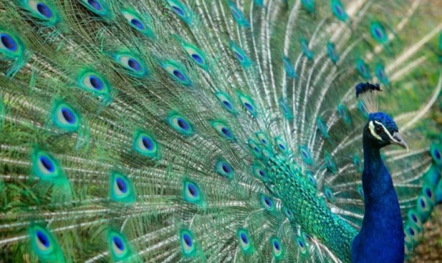 실수로 공작을 주문한 남성.