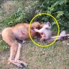 “엄마, 일어나”…어미 죽음 슬퍼하는 아기 원숭이 (영상)