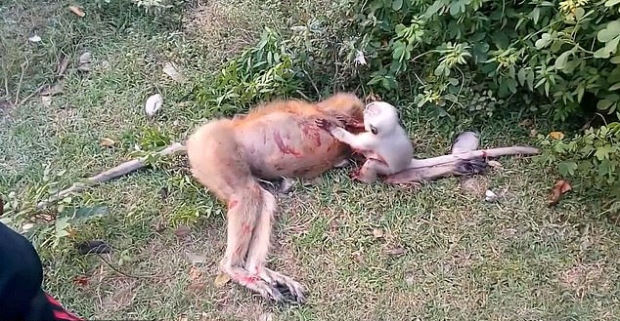 아기 원숭이는 혹시나 하는 마음에 엄마를 깨워본다.