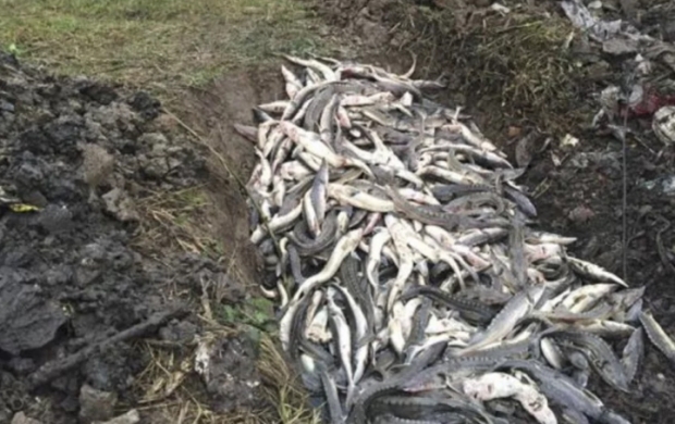 인근 공사현장의 영향으로 떼죽음을 당한 어린 철갑상어들