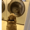 [반려독 반려캣] “내가 지켜줄게”…세탁기 속 곰인형 지키는 반려견