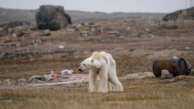 굶주린 북극곰. 미국 출신 저스틴 호프먼이 캐나다 북극지역에서 촬영. 이미 온라인에 공개돼 큰 파문을 불러일으킨 사진으로 굶주려 뼈가 앙상한 북극곰의 모습이 담겼다. 