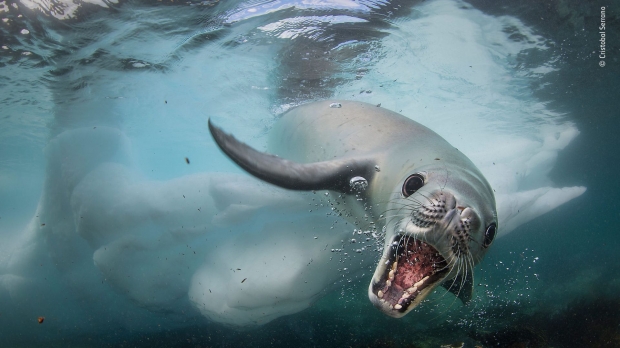 호기심 많은 바다표범. 스페인 사진작가 크리스토발 세라노의 작품. 남극 쿠버빌섬에서 촬영한 것으로 카메라 렌즈에 호기심을 느낀 바다표범의 재미있는 표정이 눈길을 끈다. 