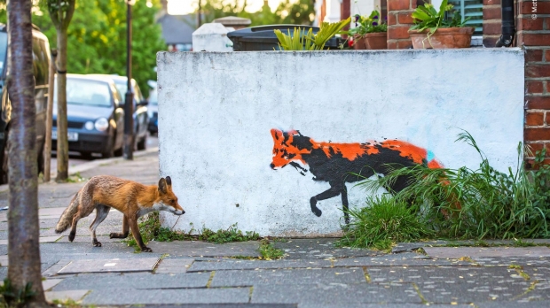 도시의 여우. 영국의 사진작가 매튜 마란의 작품. 북런던 집 앞에서 촬영한 것으로 도시에 내려온 야생 여우와 벽에 그려진 여우의 모습이 인상적이다. 　 